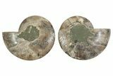 Large, Cut & Polished Ammonite Fossil - Madagasar #371456-1
